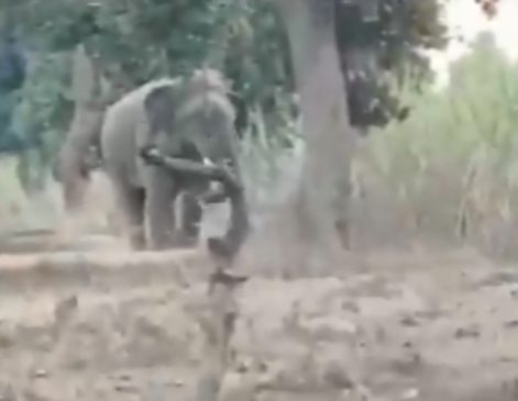 Elephant kills villager