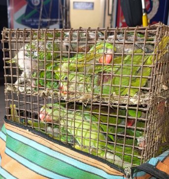 Accused of parrot smuggling arrested